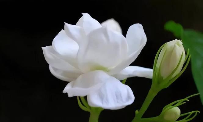 如何养护素馨花？（素馨花的养殖方法和注意事项）