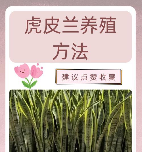 兰花养殖全攻略（兰花养殖的方法、注意事项及技巧）