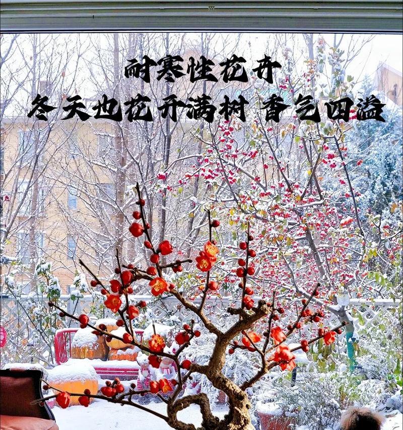 梅花浇水时间和正确方法（如何给梅花浇水？梅花浇水的注意事项和技巧）