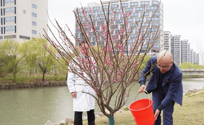 梅花浇水时间和正确方法（如何给梅花浇水？梅花浇水的注意事项和技巧）