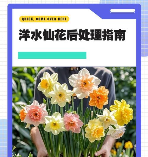 洋水仙花期全解析（2024年洋水仙花期最新消息，一起来了解吧！）