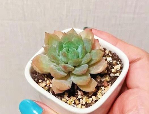 多肉植物的冬季保养（如何让多肉植物度过严寒冬天）