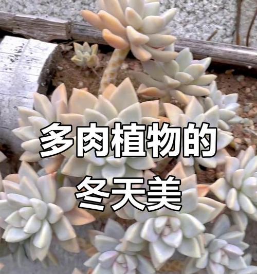 多肉植物的冬季保养（如何让多肉植物度过严寒冬天）