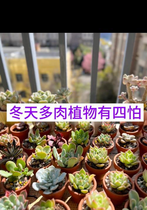多肉植物的冬季保养（如何让多肉植物度过严寒冬天）