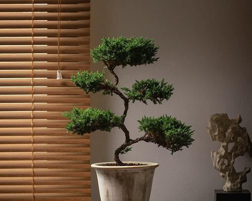 松柏是什么植物？——深入了解松柏的生态和文化