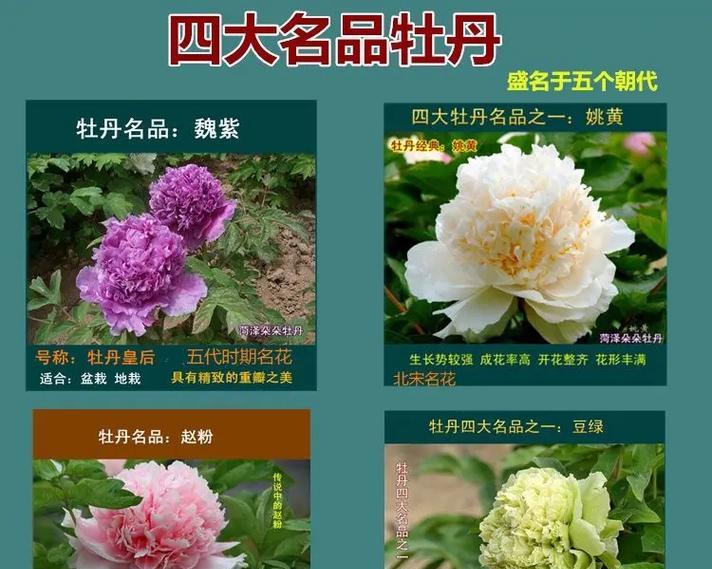 牡丹花的种植技巧（正确的播种时间和方法让牡丹花盛开更美丽）