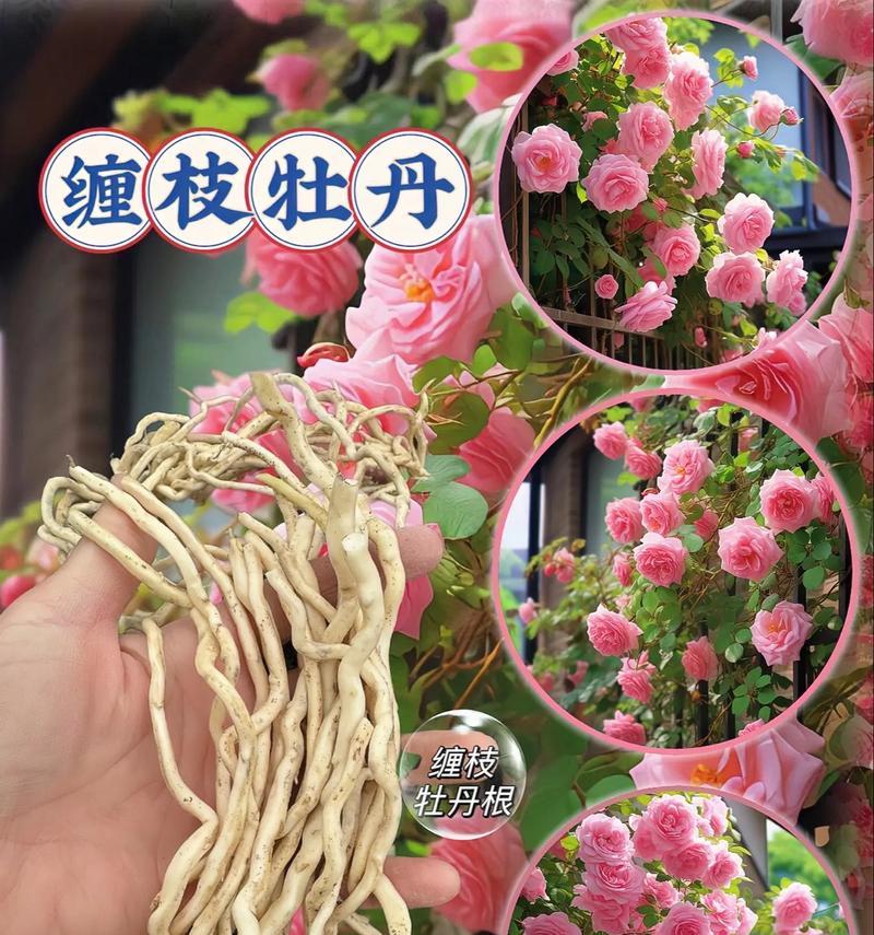 牡丹花的种植技巧（正确的播种时间和方法让牡丹花盛开更美丽）
