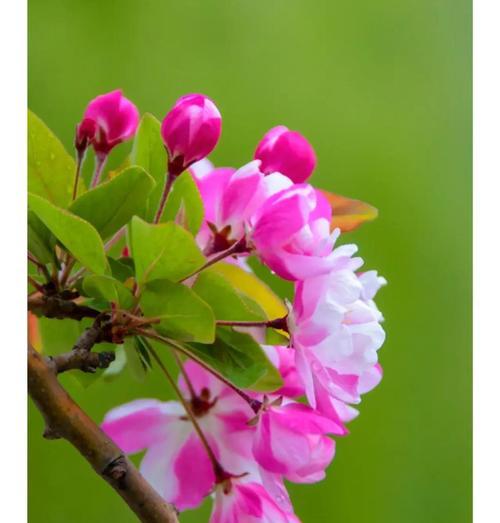 如何挽救金银花叶子的干枯现象？（解决金银花叶子干枯问题的有效措施）