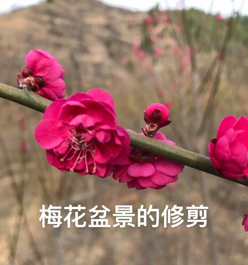 梅花修剪的艺术（打造优美梅花盆景，尽在修剪）