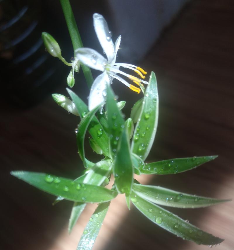 吊兰的养护技巧——茶水浇灌法（茶水的营养价值与浇灌方法）
