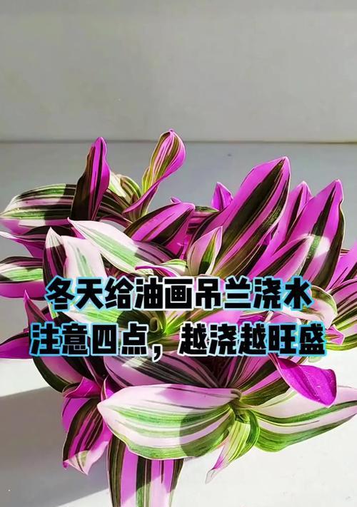 吊兰的养护技巧——茶水浇灌法（茶水的营养价值与浇灌方法）