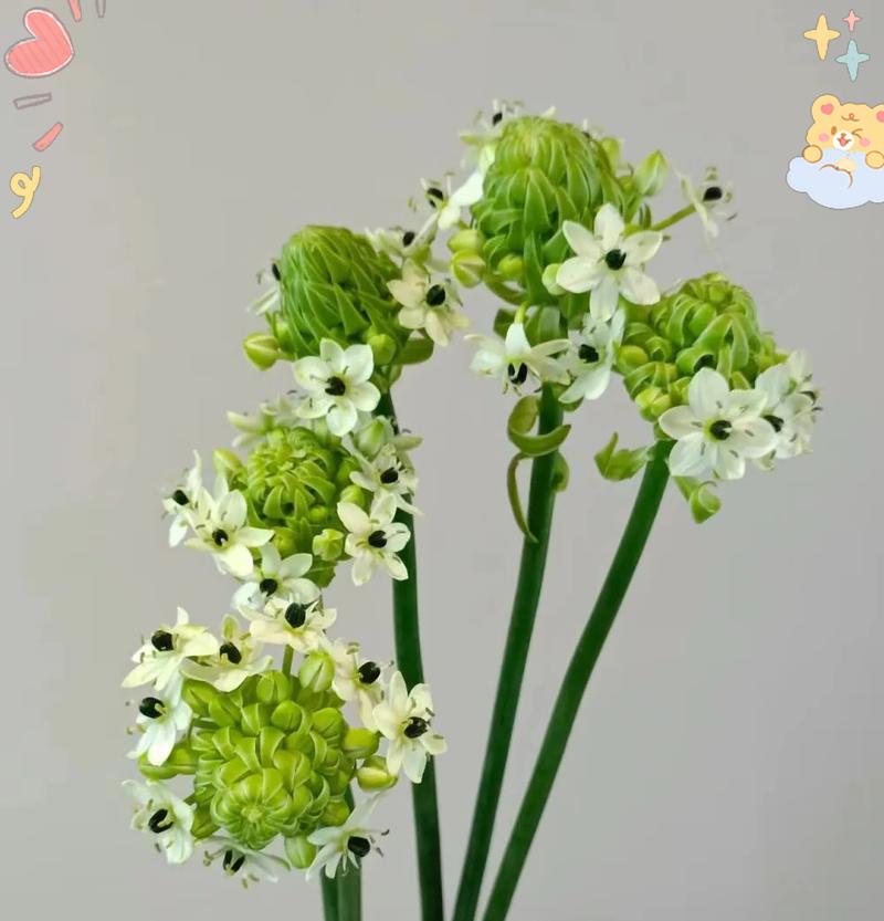 天鹅绒叶子下垂的原因及解决方法（如何拯救你的天鹅绒植物？）