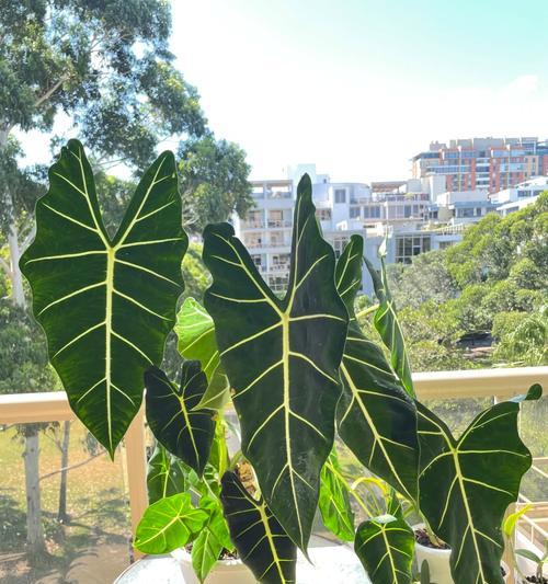 天鹅绒叶子下垂的原因及解决方法（如何拯救你的天鹅绒植物？）