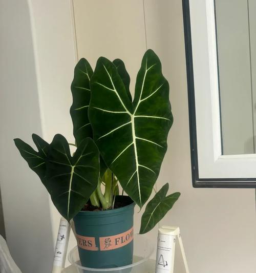 天鹅绒叶子下垂的原因及解决方法（如何拯救你的天鹅绒植物？）