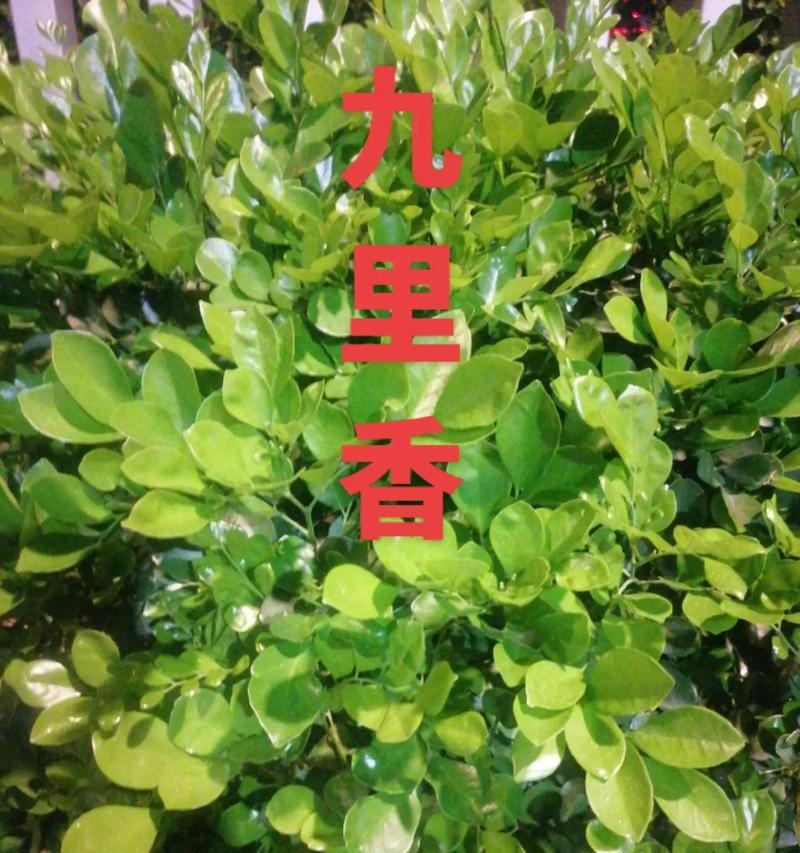 九里香——神奇的中草药（认识九里香，解密其药用价值）