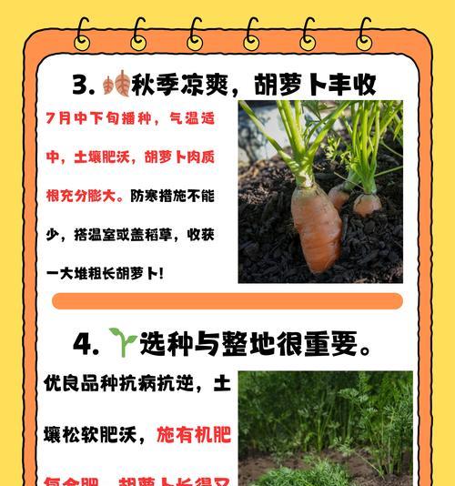 白萝卜的种植周期和生长习性（一年几季度适合种植，生长周期有多长？）