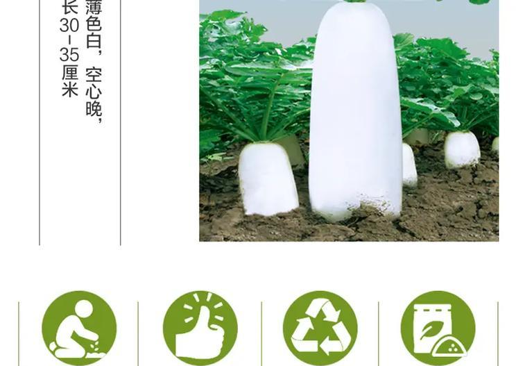 白萝卜的种植周期和生长习性（一年几季度适合种植，生长周期有多长？）