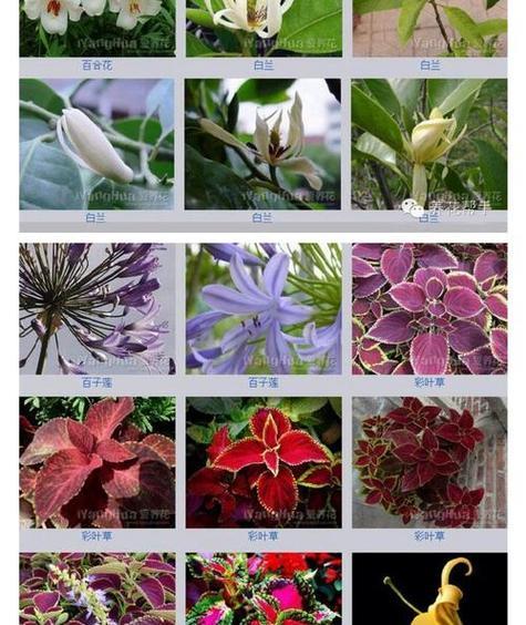 象征至死不渝爱情的植物（15种植物及它们所代表的爱情）