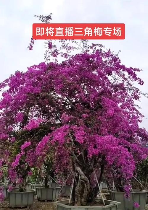 三角梅生长养殖的环境条件（打造适宜三角梅生长的环境）