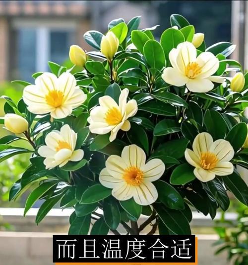 含笑花的扦插技巧（最佳扦插时间和注意事项）