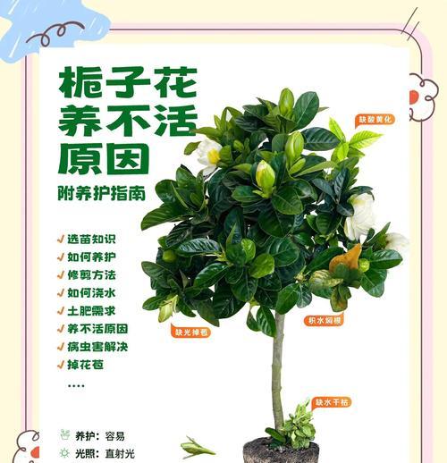 如何正确地养护大叶栀子花？