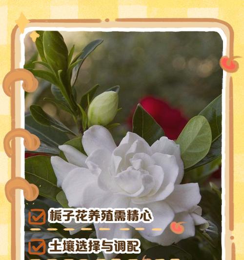 如何正确地养护大叶栀子花？
