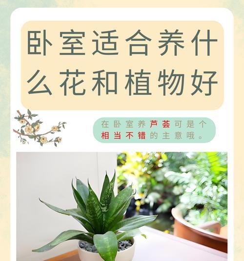 芦荟的花语与含义（多肉芦荟散发的15种花语与象征）