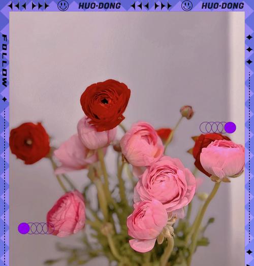 牡丹花语（以牡丹颜色花语为主题，探索花朵的隐含意义）