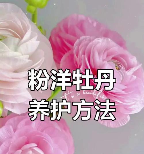 粉色花朵的美丽与花语（探索粉色花朵的意义与象征）