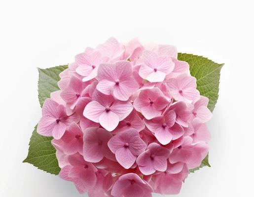 粉色花朵的美丽与花语（探索粉色花朵的意义与象征）