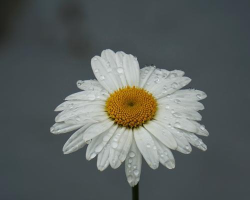 小雏菊的花语与美丽传说（探寻小雏菊的奇幻世界与含义）