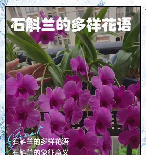 解读兰花语的意义与传承（探索兰花语的起源、传播与现代意义）