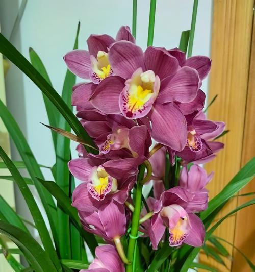 解读兰花语的意义与传承（探索兰花语的起源、传播与现代意义）