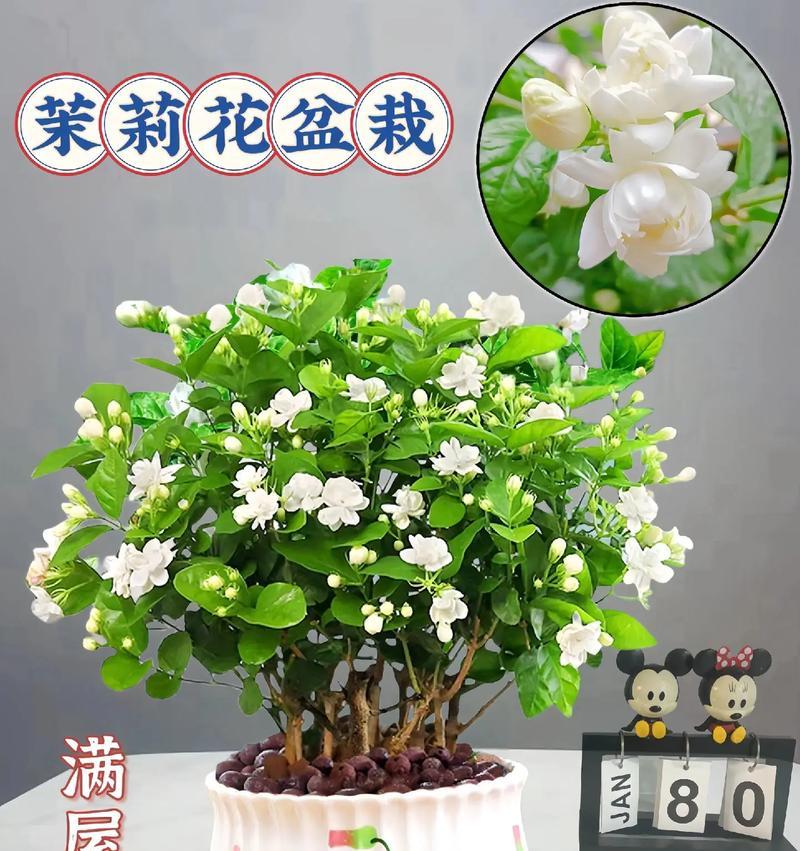 爱的花语（探索花语中代表爱的花，解读花与爱的奇妙关联）
