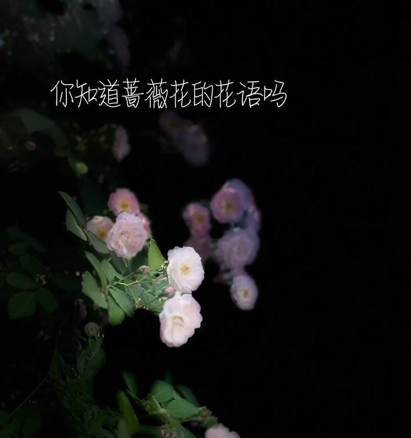 爱的花语（探索花语中代表爱的花，解读花与爱的奇妙关联）