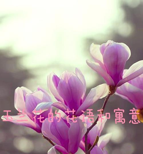 主角花语（以玫瑰花语为主题的主角故事）