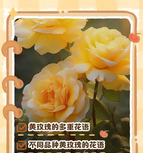 粉黄玫瑰花束的花语与美好寓意（粉黄玫瑰花束的深意与传达爱意的方式）