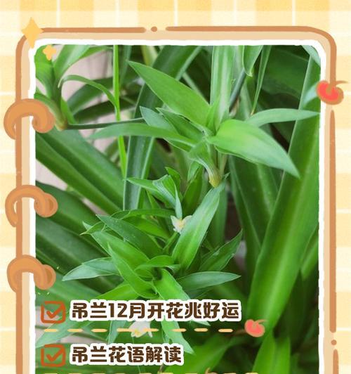 一叶兰盛放，祥瑞即至（以一叶兰开花预示着什么意思？开花奇迹揭示福泽之兆）
