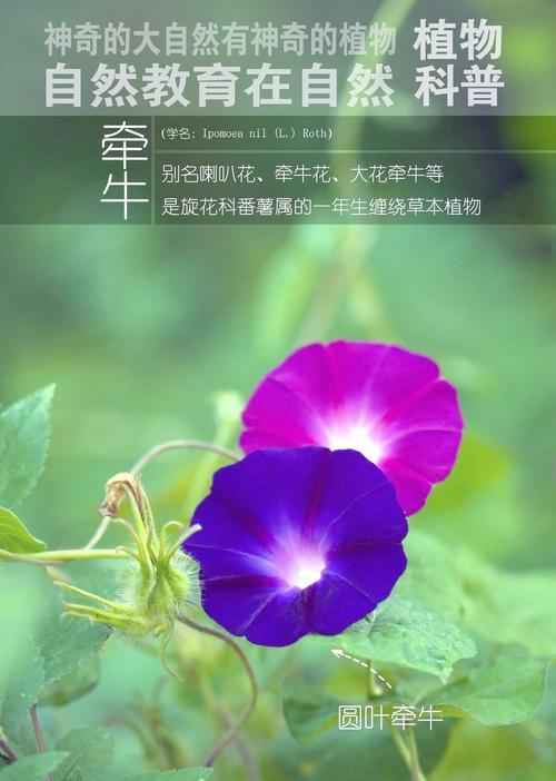 喇叭花（探寻喇叭花的文化寓意和美学价值）