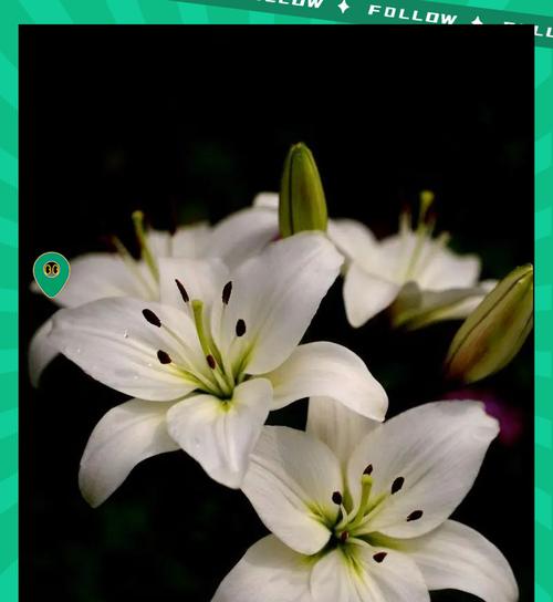 深爱之花——以红玫瑰为主题的花语（传递深爱的花语，红玫瑰为你而开）