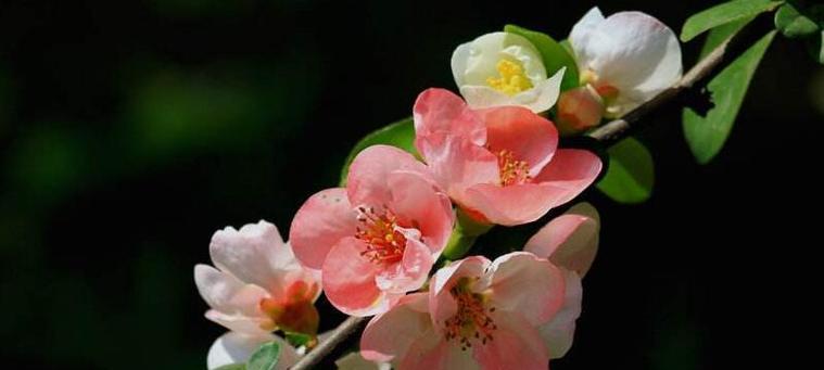 秋日花卉花语大揭秘（探索秋天花卉的神秘语言，畅享花海的浪漫韵味）