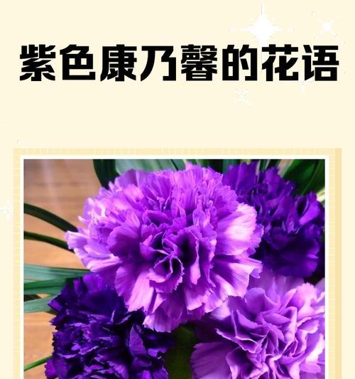 探寻风信子的神秘紫色花语（紫色风信子的浪漫与神秘之美）
