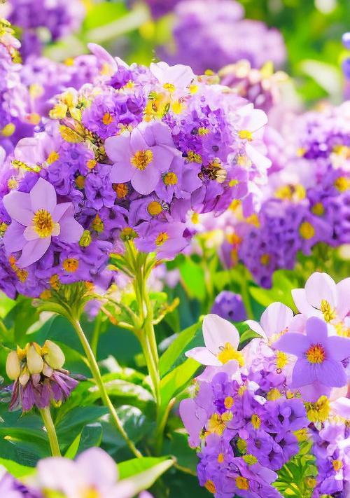 探寻风信子的神秘紫色花语（紫色风信子的浪漫与神秘之美）