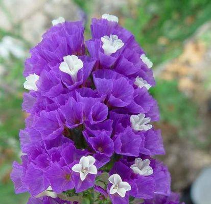 探寻风信子的神秘紫色花语（紫色风信子的浪漫与神秘之美）