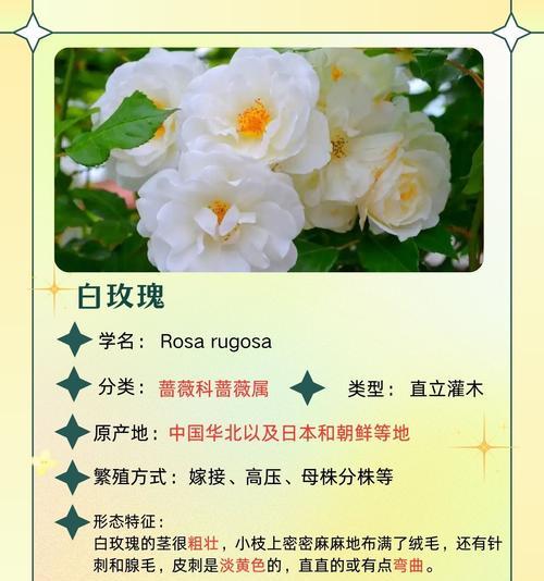 白玫瑰的花语和寓意（纯洁无瑕的爱情之花，白玫瑰的美丽与意义）