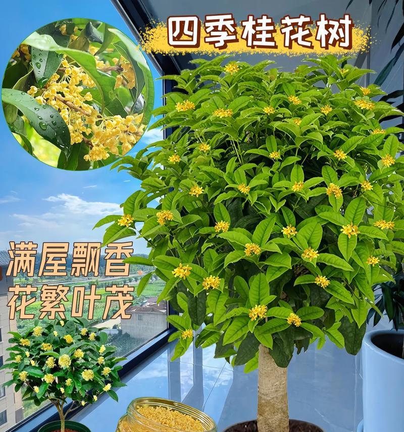 桂花寓意深远（家中桂花增添吉祥）