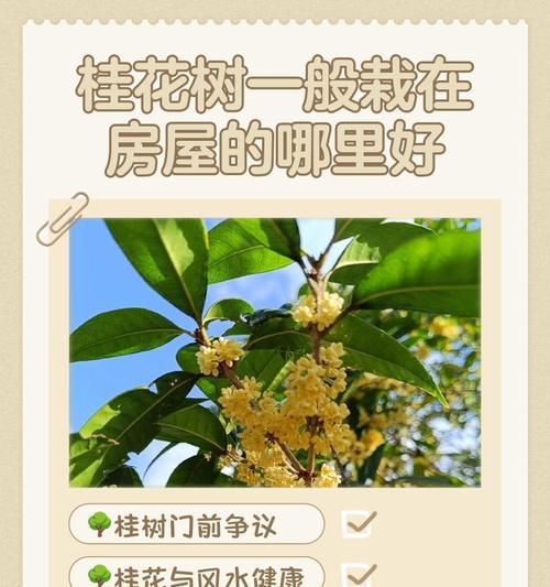 桂花寓意深远（家中桂花增添吉祥）