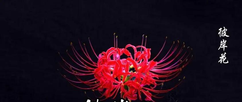 彼岸花（以彼岸花为寄托的生命哲学）