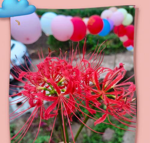 彼岸花（以彼岸花为寄托的生命哲学）