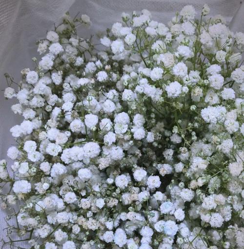 满天星花语（探索满天星花朵的色彩意义与象征）